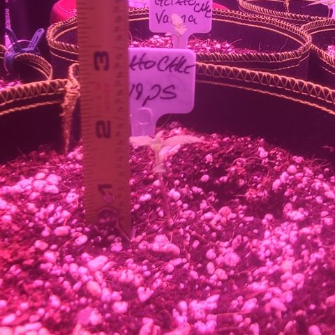 Ashoka Tano ( Snips) growlog timeline photo
