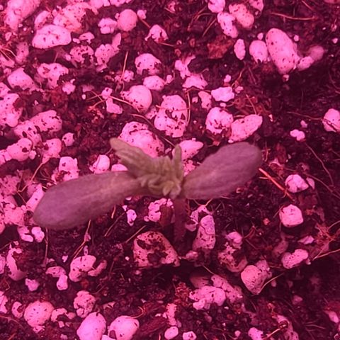 Zoey growlog timeline photo