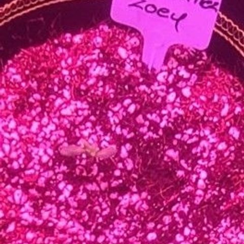Zoey growlog timeline photo