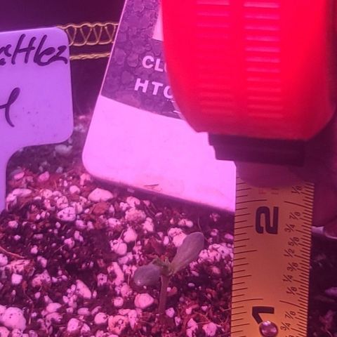 Zoey growlog timeline photo