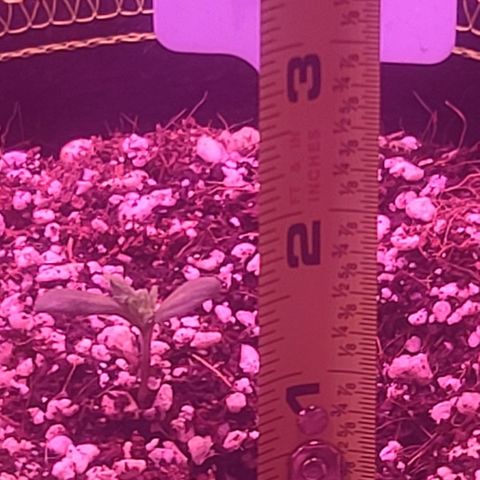 Zoey growlog timeline photo