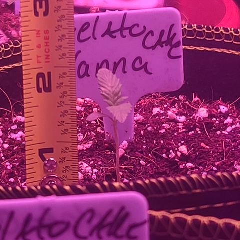 Vanna growlog timeline photo