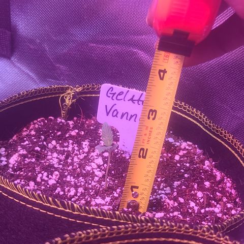 Vanna growlog timeline photo