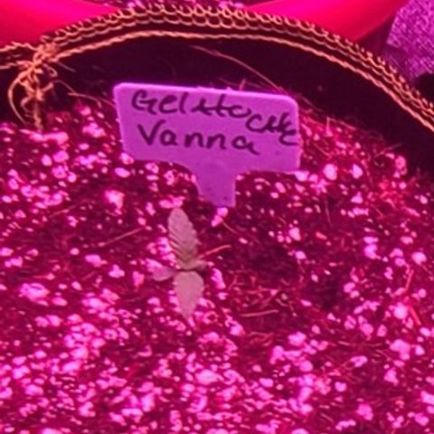 Vanna growlog timeline photo