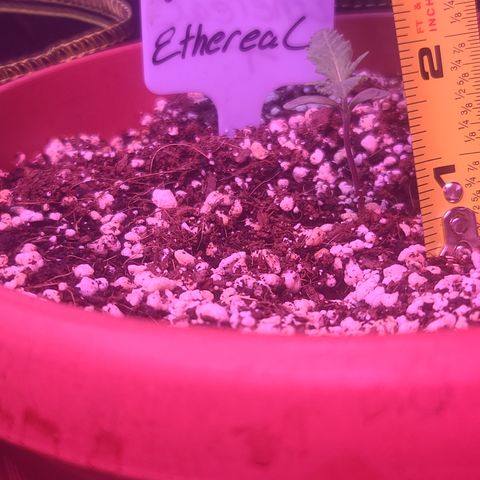 Ethereal T growlog timeline photo