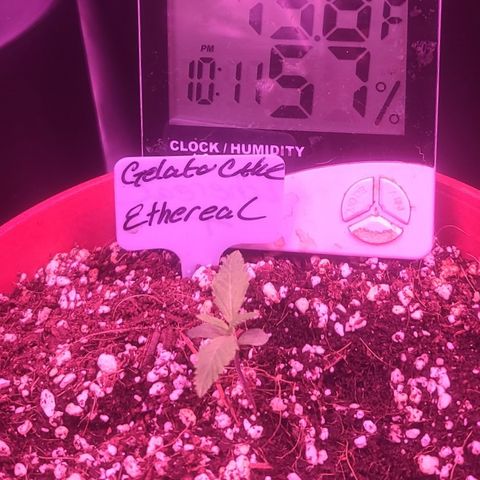 Ethereal T growlog timeline photo