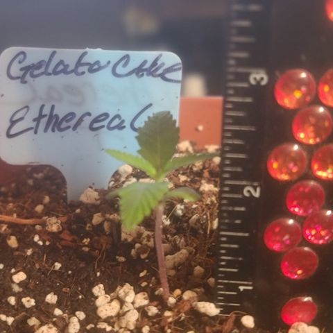 Ethereal T growlog timeline photo