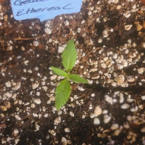 Ethereal T growlog timeline photo