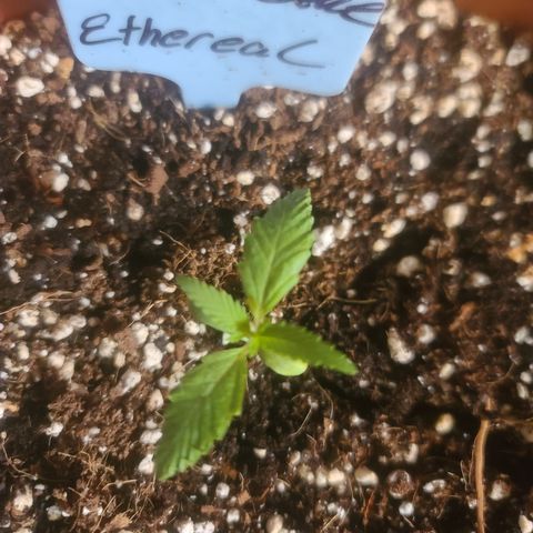 Ethereal T growlog photo: 2 sets of true leafs
2.125 inches 