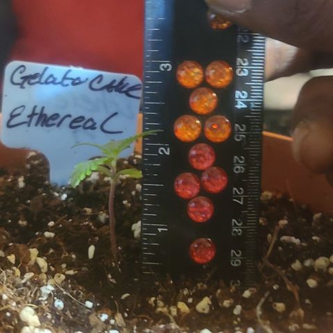 Ethereal T growlog photo: 2 sets of true leafs
2.125 inches 
