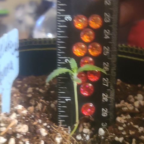 Vanna growlog timeline photo