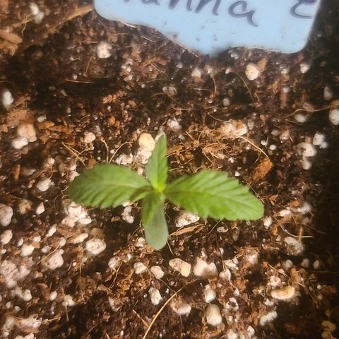 Vanna growlog timeline photo