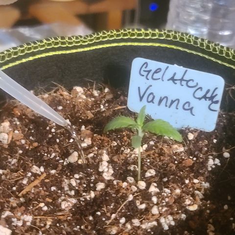 Vanna growlog timeline photo
