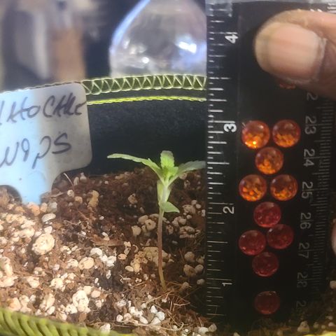 Ashoka Tano ( Snips) growlog timeline photo