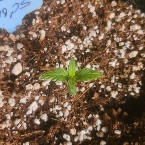 Ashoka Tano ( Snips) growlog timeline photo