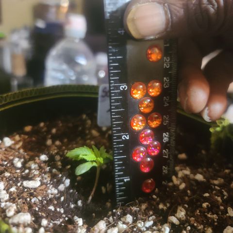 Zoey growlog timeline photo