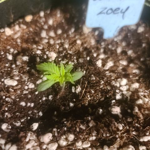 Zoey growlog timeline photo
