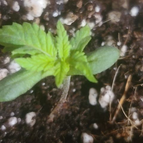 Zoey growlog timeline photo