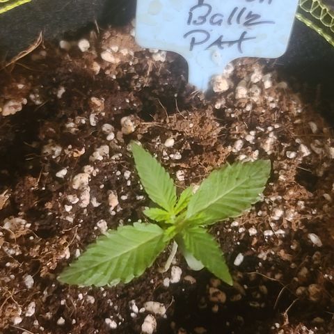 Patrice growlog timeline photo