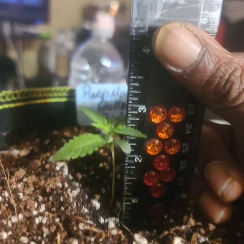 Patrice growlog timeline photo
