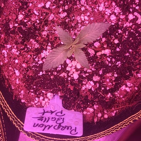 Patrice growlog photo: 3rd true leaf sets emerging 