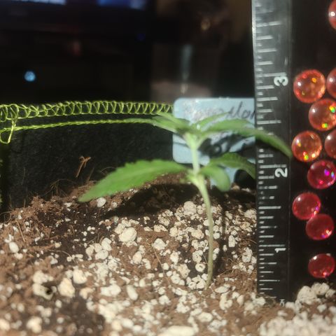 Patrice growlog timeline photo