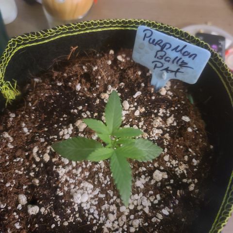 Patrice growlog timeline photo