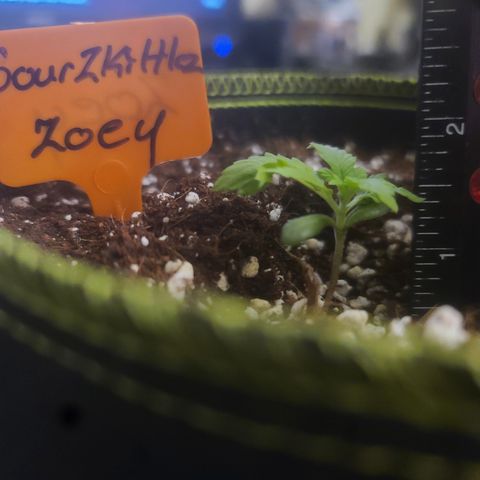 Zoey growlog timeline photo