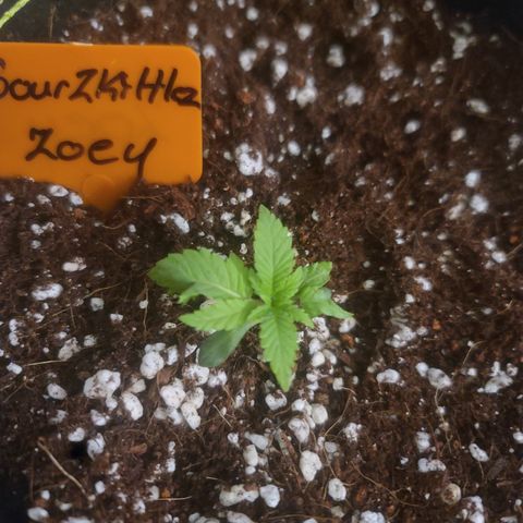 Zoey growlog timeline photo