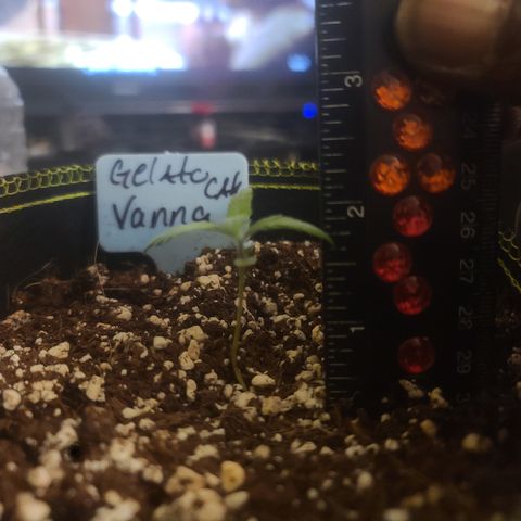 Vanna growlog timeline photo