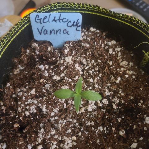 Vanna growlog timeline photo