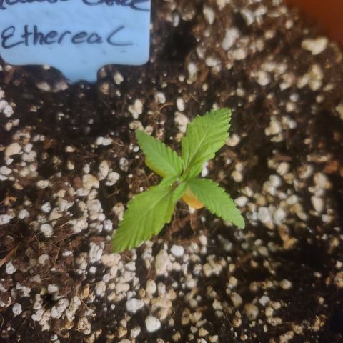 Ethereal T growlog timeline photo