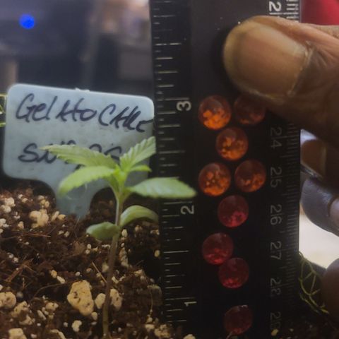 Ashoka Tano ( Snips) growlog timeline photo