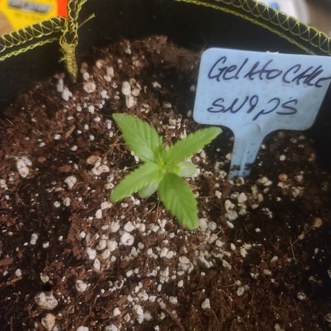 Ashoka Tano ( Snips) growlog timeline photo