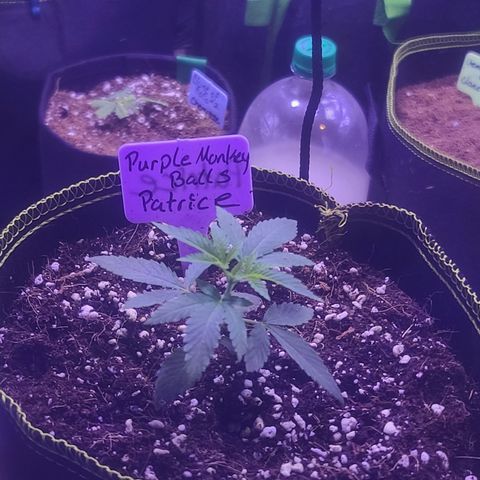 Patrice growlog timeline photo