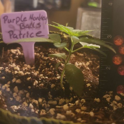 Patrice growlog timeline photo