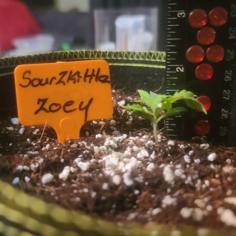 Zoey growlog timeline photo