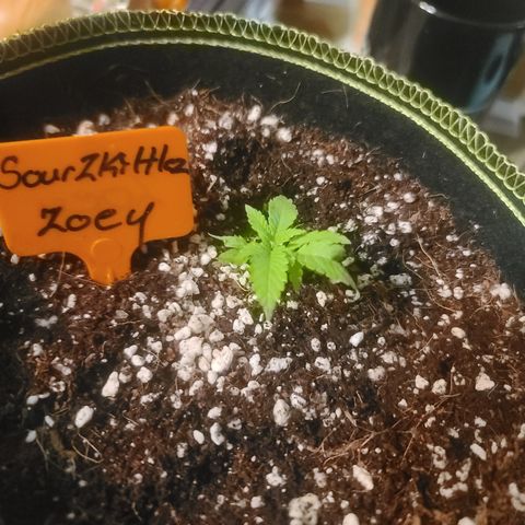 Zoey growlog timeline photo
