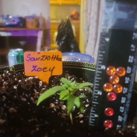 Zoey growlog photo: 2.25 In