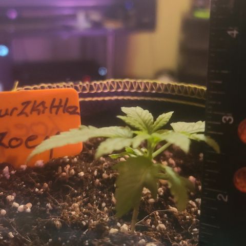 Zoey growlog timeline photo