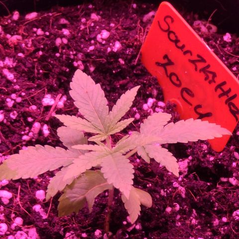 Zoey growlog timeline photo