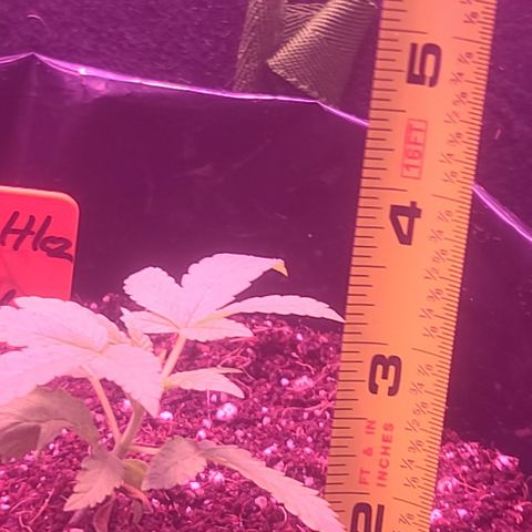 Zoey growlog photo: 3.25 in