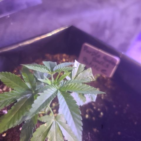 Patrice growlog timeline photo