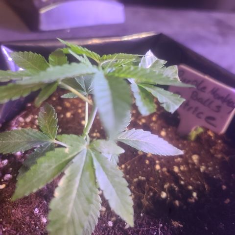 Patrice growlog timeline photo
