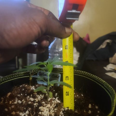 Ashoka Tano ( Snips) growlog timeline photo