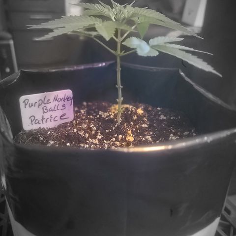 Patrice growlog timeline photo