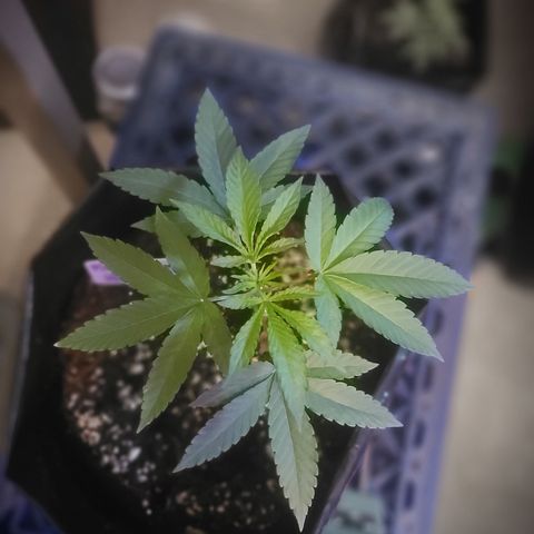 Patrice growlog timeline photo