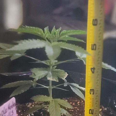 Patrice growlog timeline photo