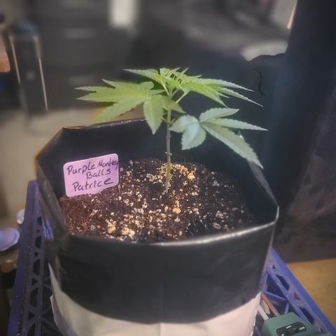 Patrice growlog timeline photo