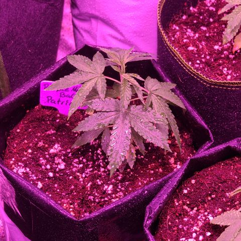 Patrice growlog timeline photo